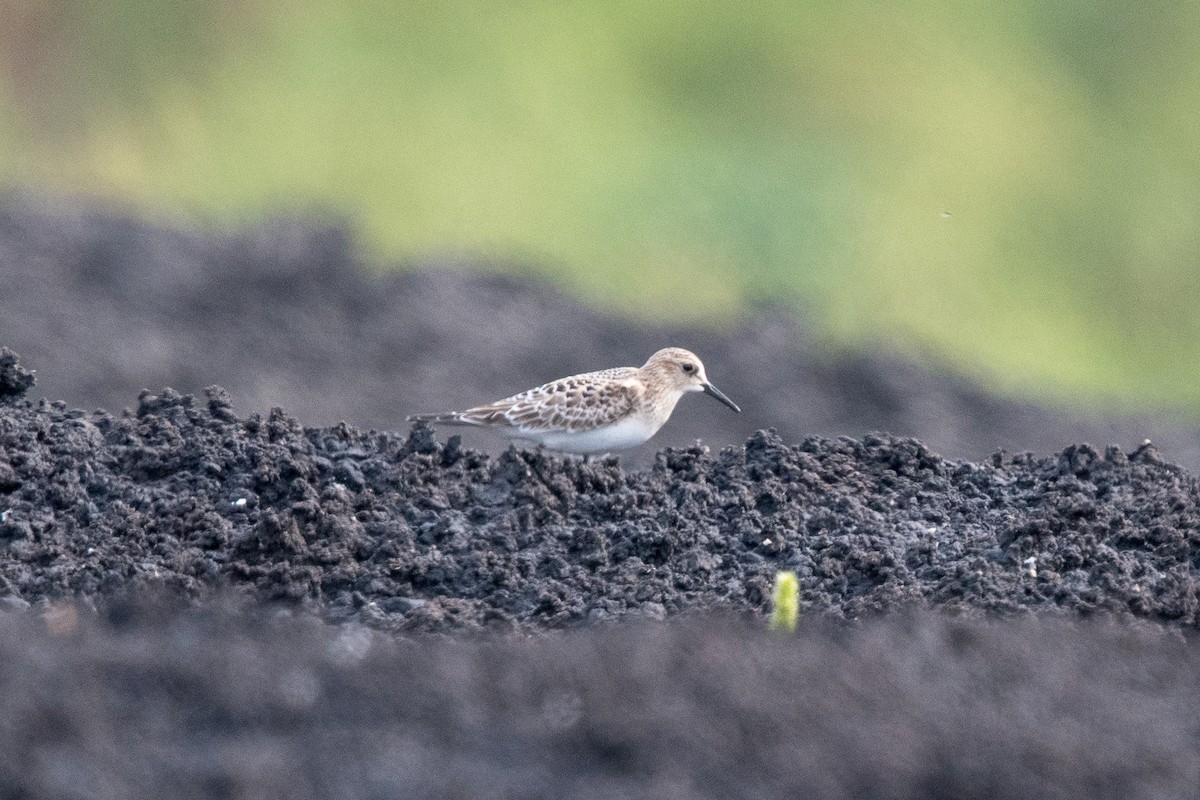 Baird's Sandpiper - Graham Gerdeman