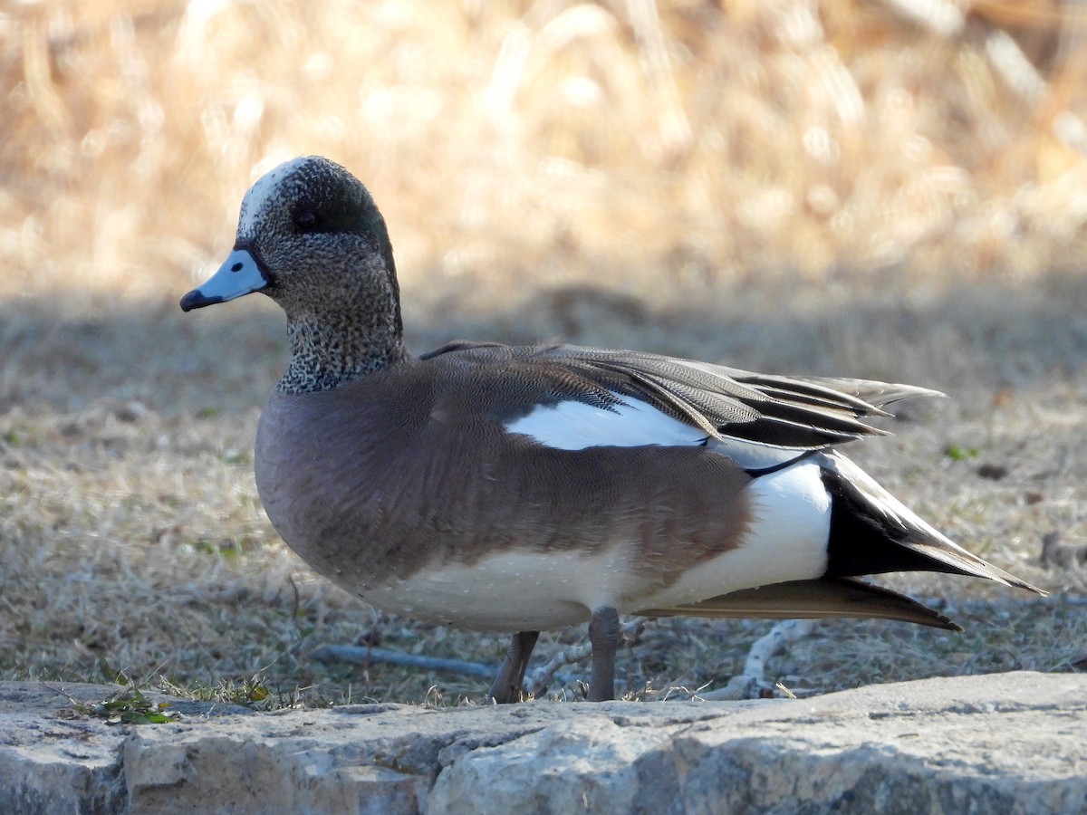 American Wigeon - ML211550191