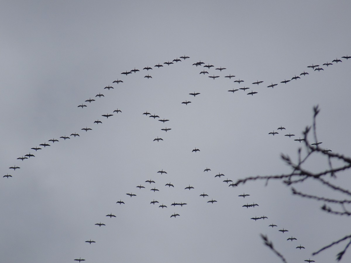 Snow Goose - Thomas Koffel