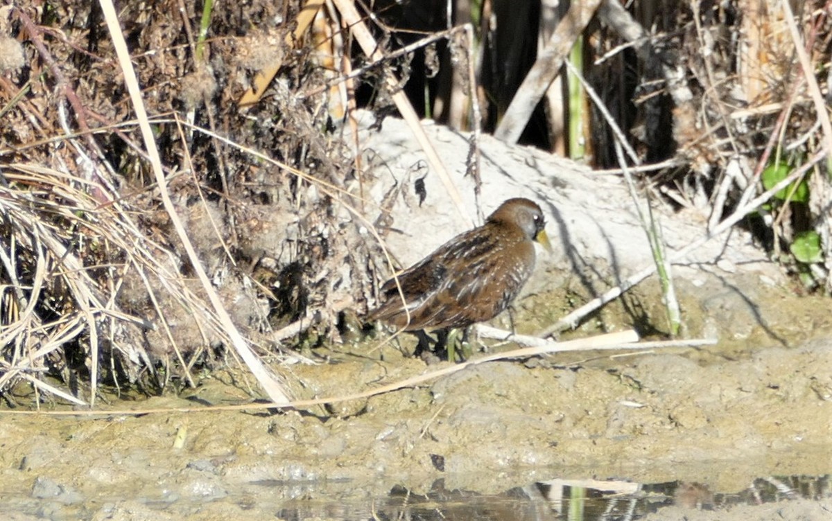 Polluela Sora - ML211552421