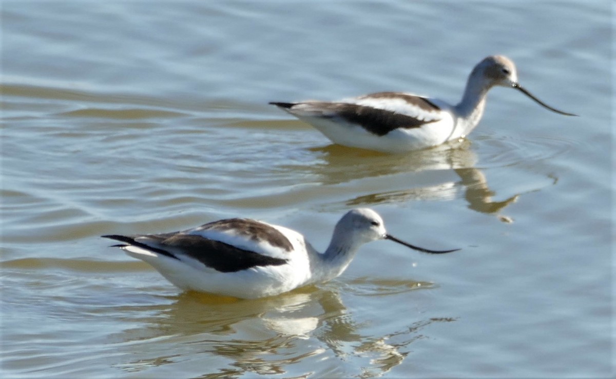 Avocette d'Amérique - ML211552831