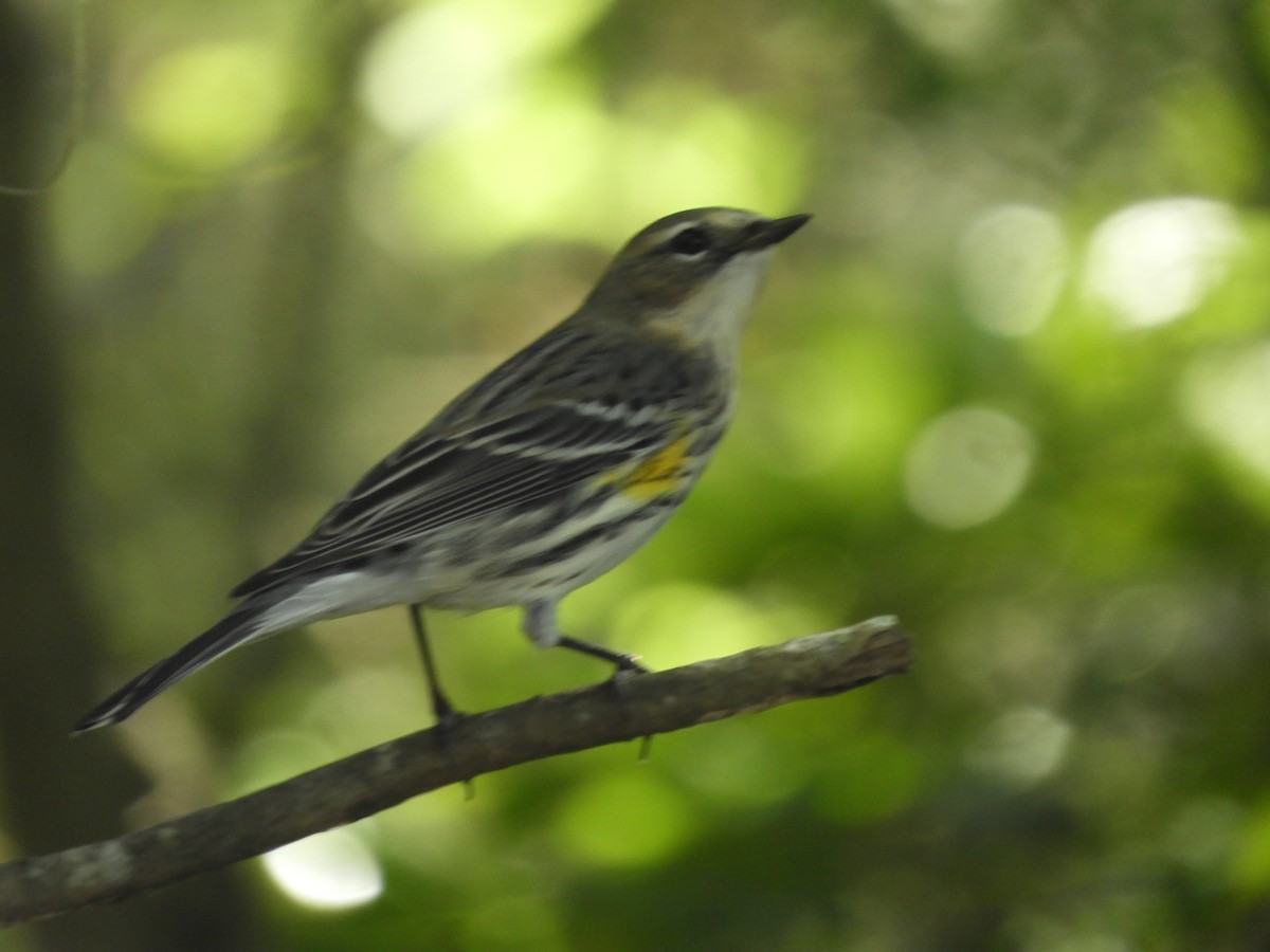 eBird Checklist - 18 Feb 2020 - 10901 Palm Beach Boulevard, Fort Myers ...