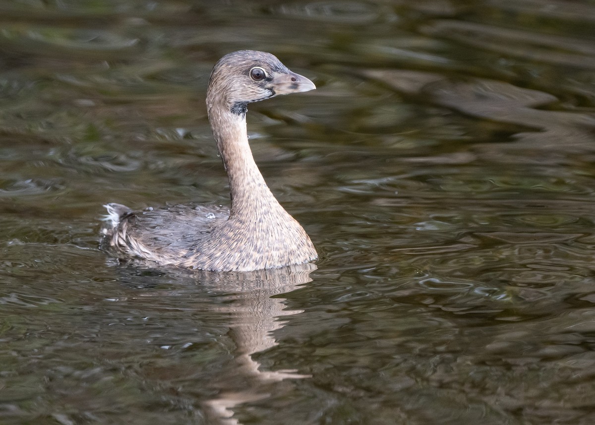 Pied-billed Grebe - Ed Bremer