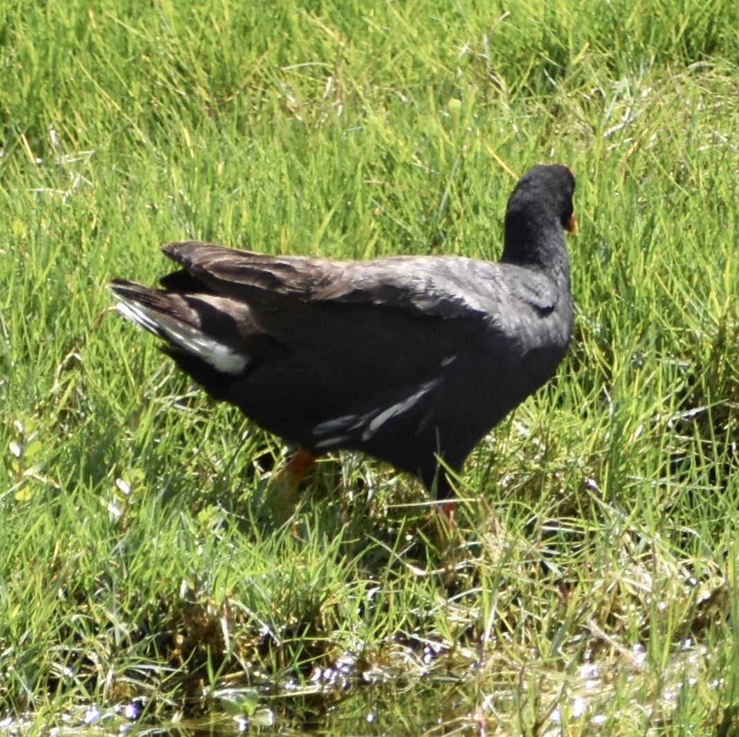 Common Gallinule - ML211558521