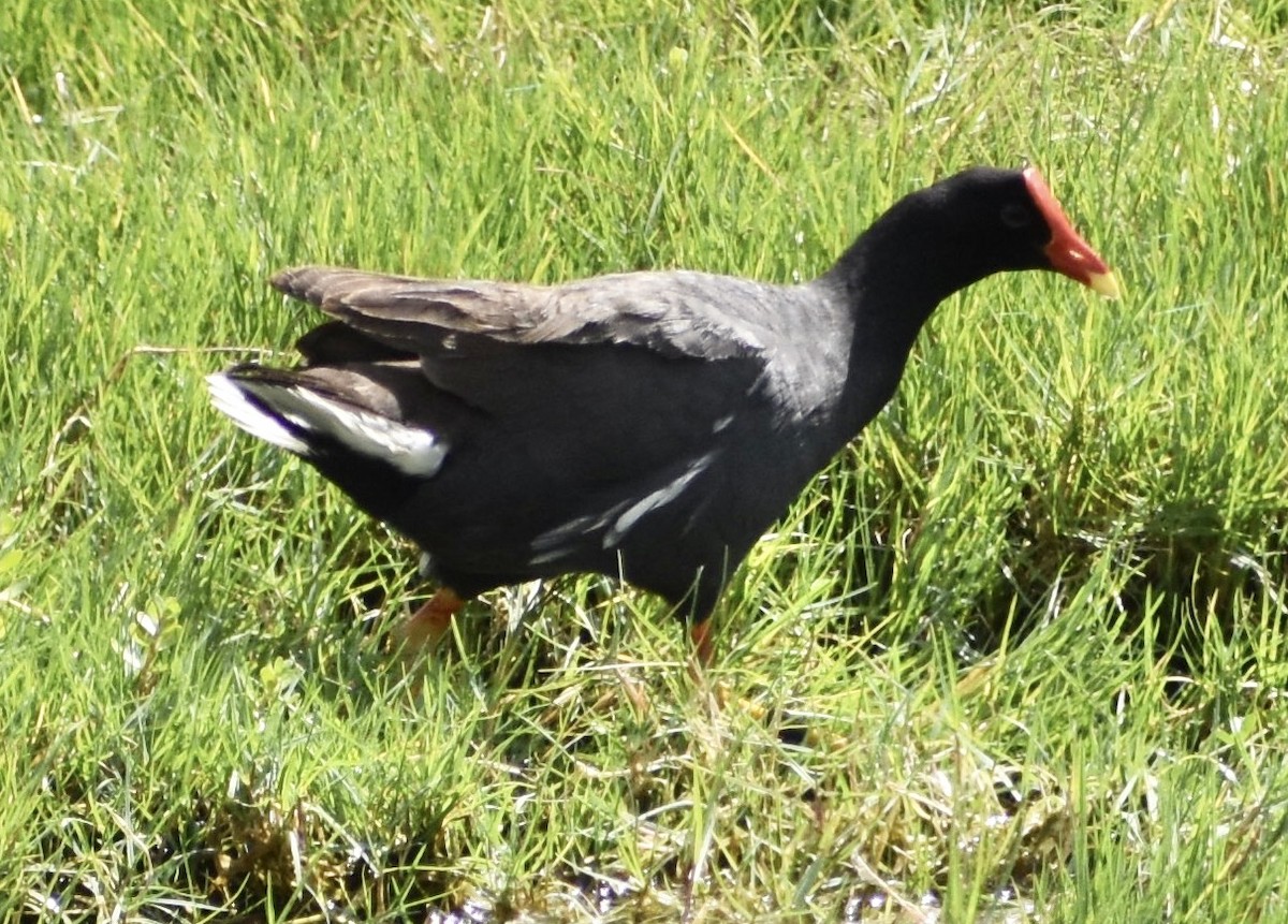 Common Gallinule - ML211558571