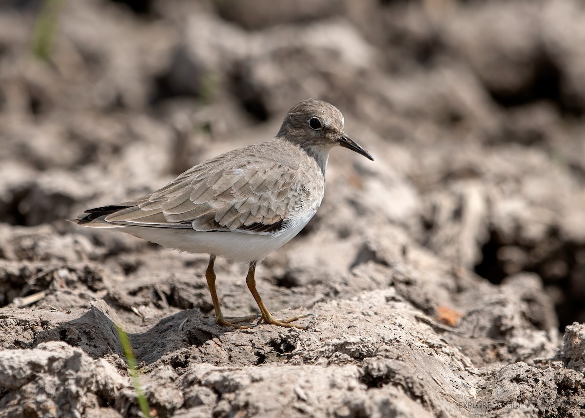 temmincksnipe - ML211558941