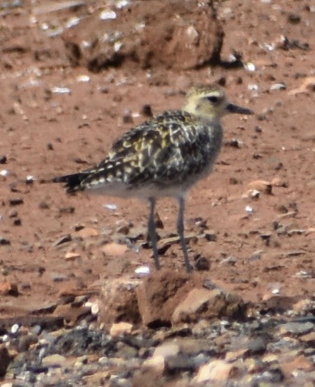 Pacific Golden-Plover - ML211559201