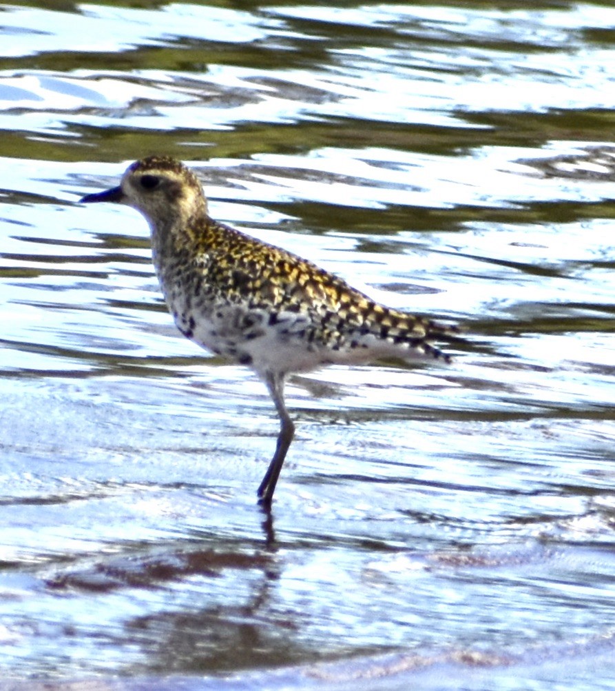 Pacific Golden-Plover - ML211559231