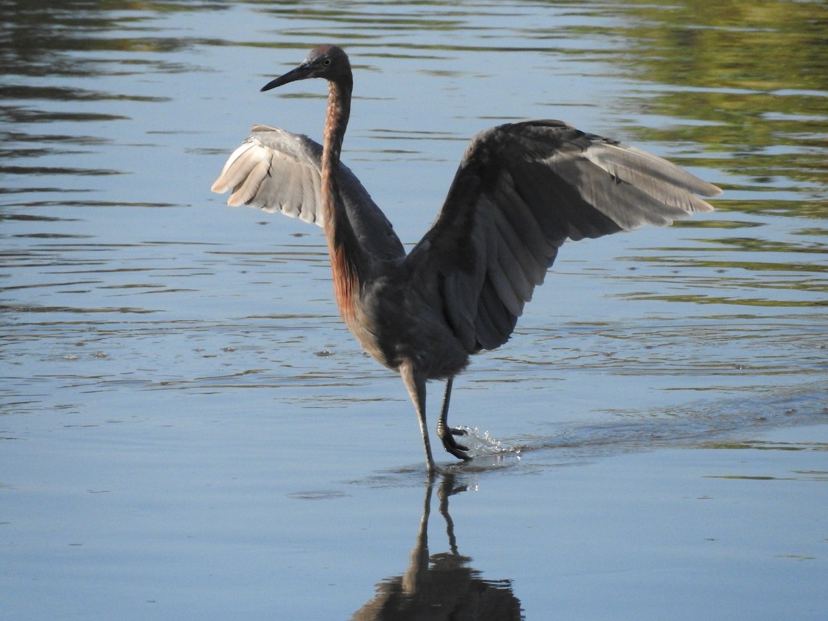 Reddish Egret - Luis Gonzalez Carrazco