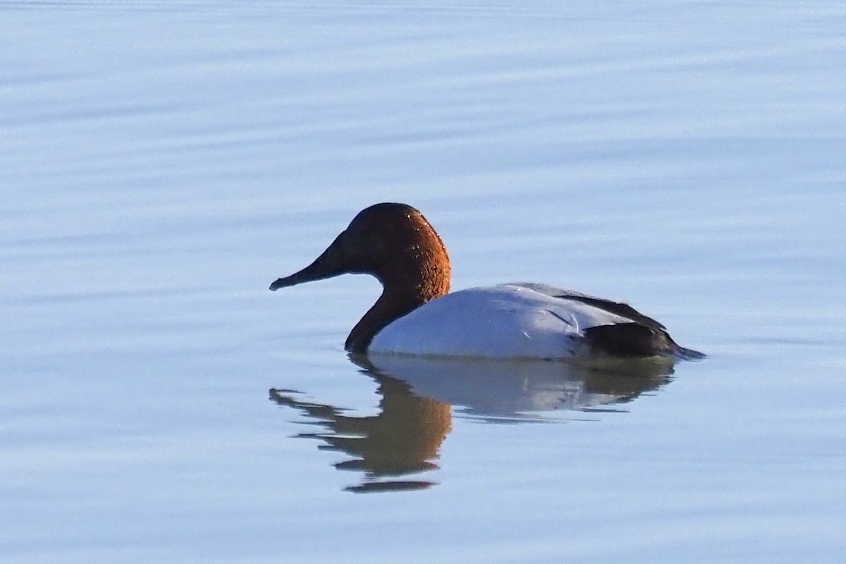 Canvasback - ML211561011