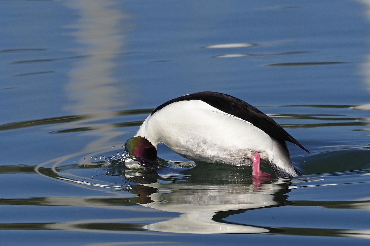 Bufflehead - ML211561331