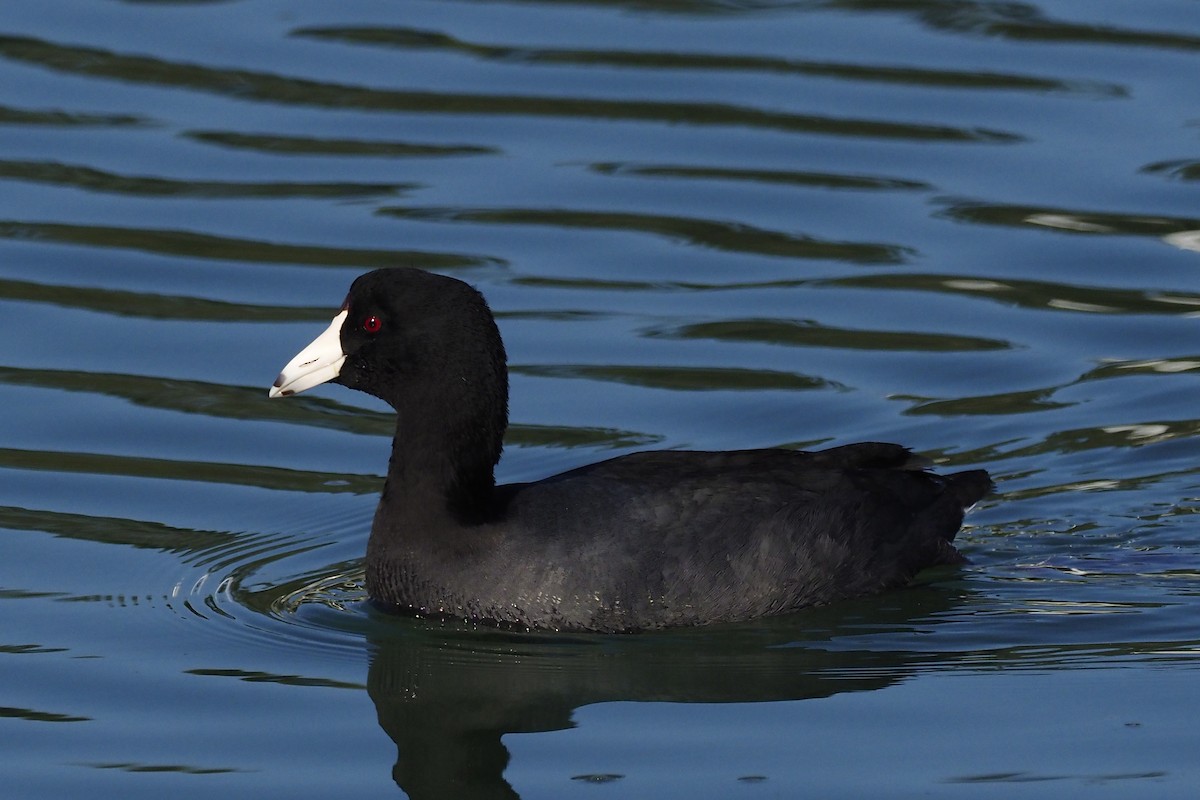 American Coot - ML211561601