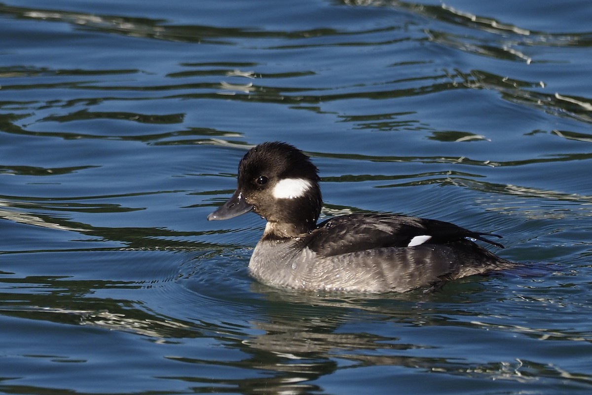 Bufflehead - ML211561621