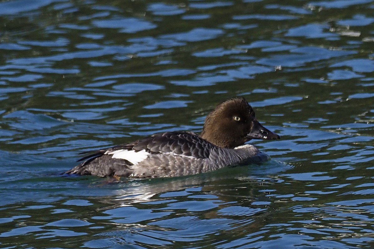 Common Goldeneye - ML211561711