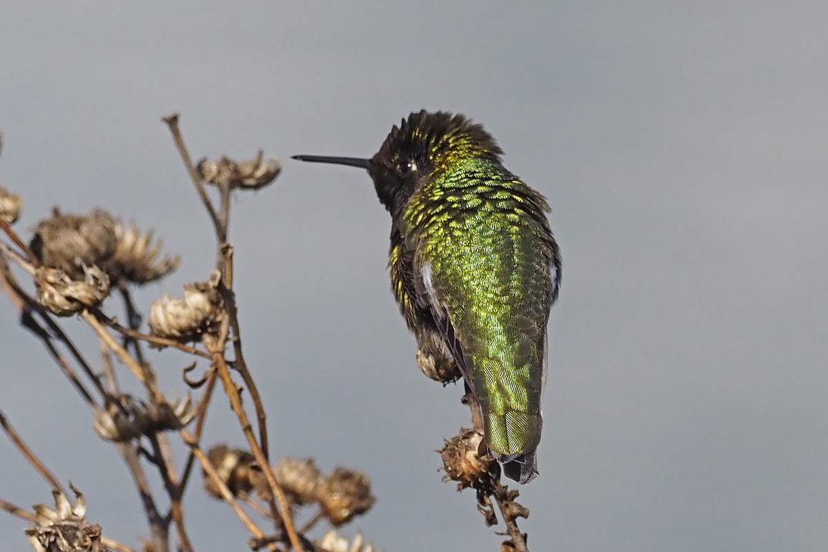 Anna's Hummingbird - Donna Pomeroy