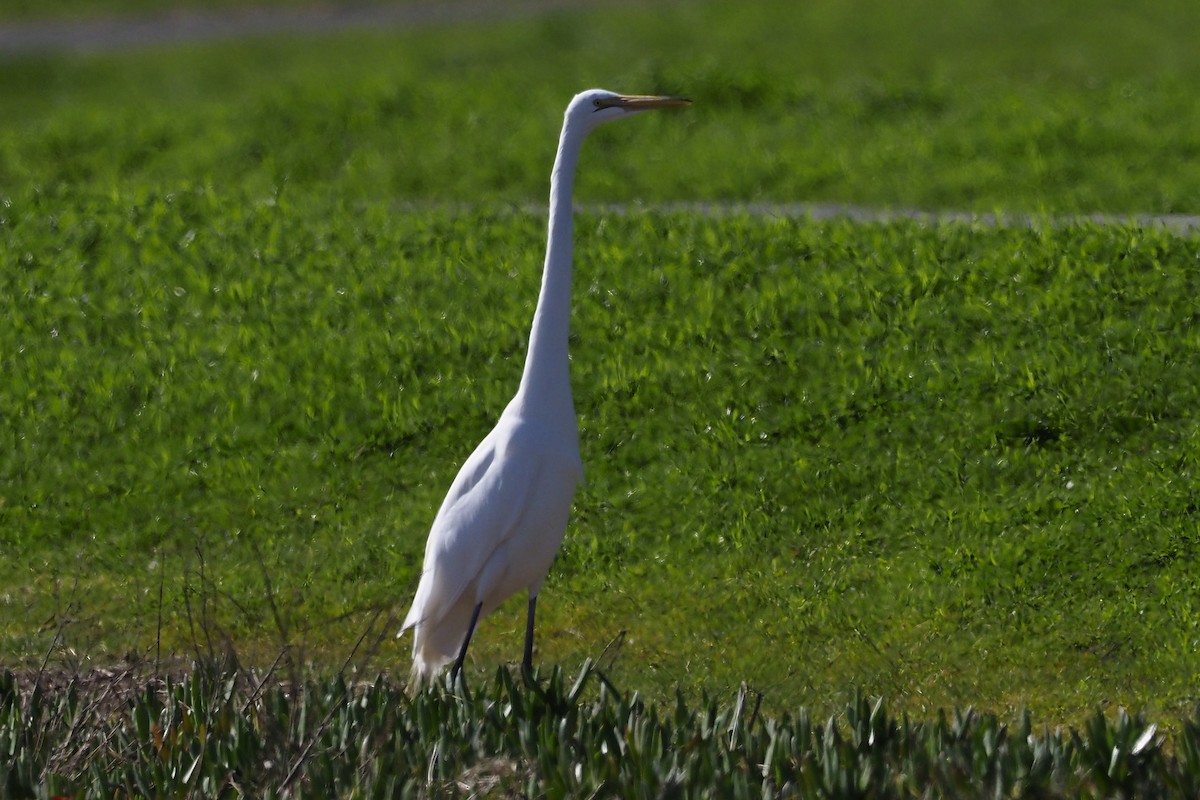 Great Egret - ML211561891