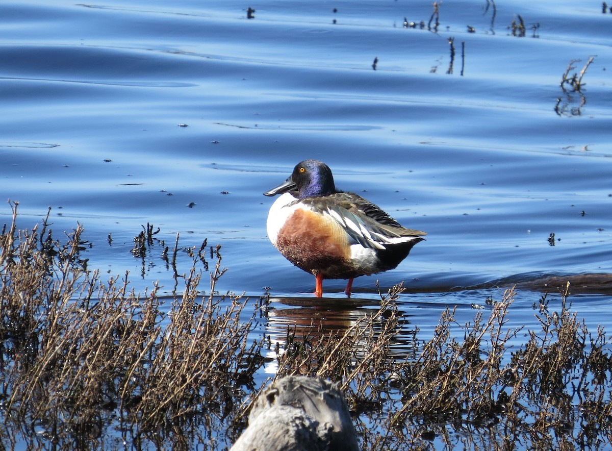 Northern Shoveler - ML211562481