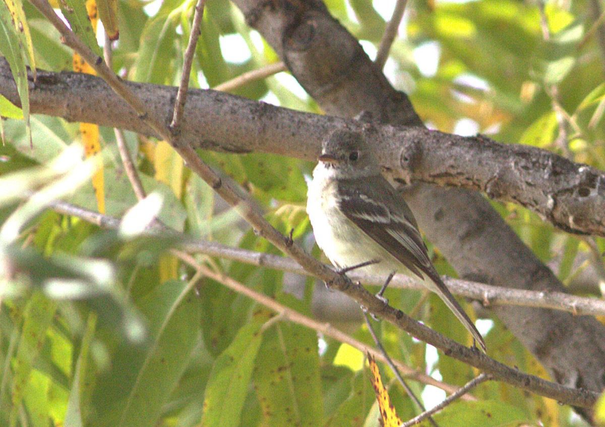 Least Flycatcher - ML21156451