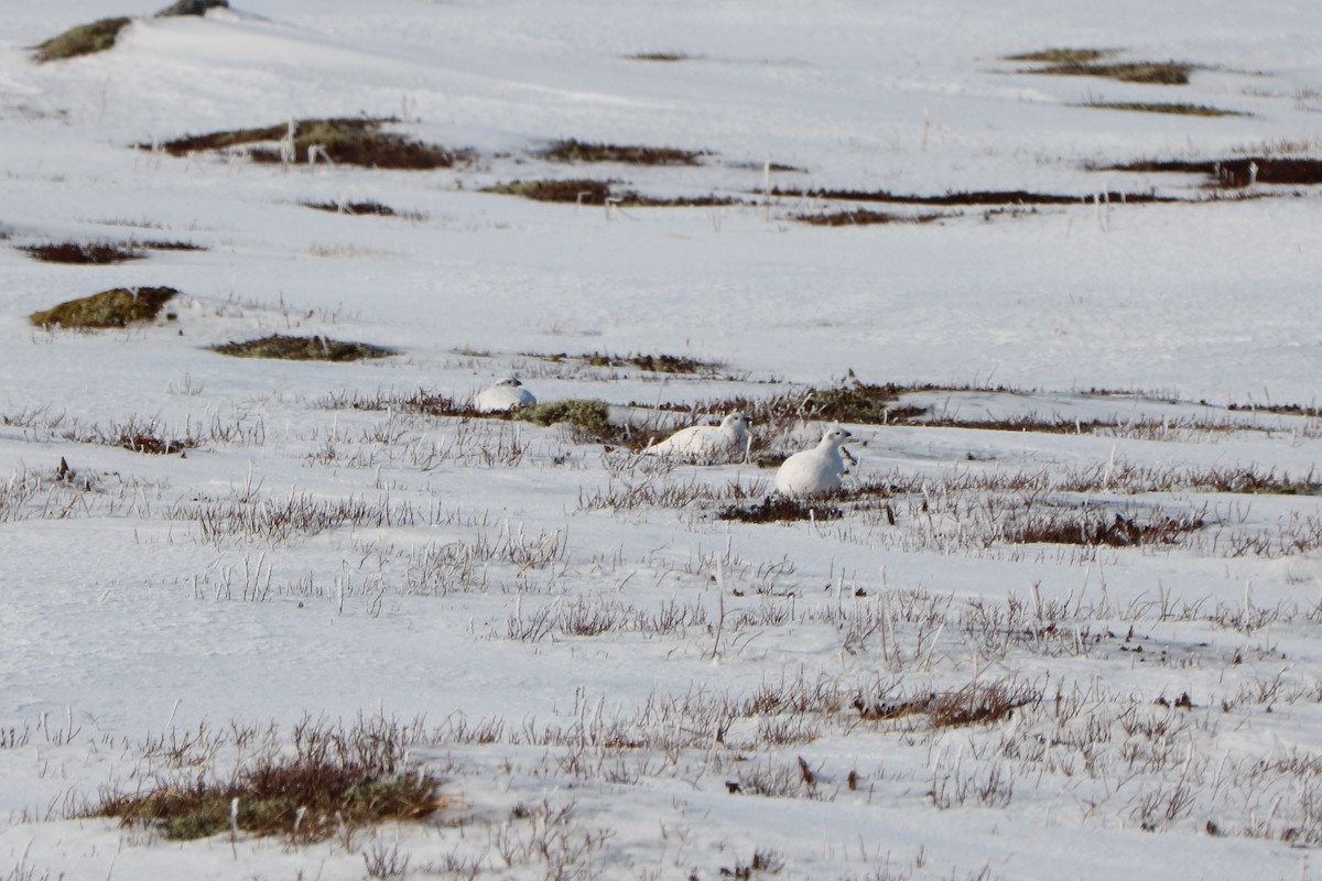 Willow Ptarmigan - Fred & Colleen Wood