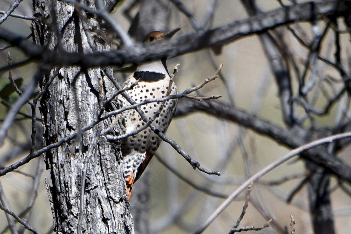 Northern Flicker (Red-shafted) - ML211565251