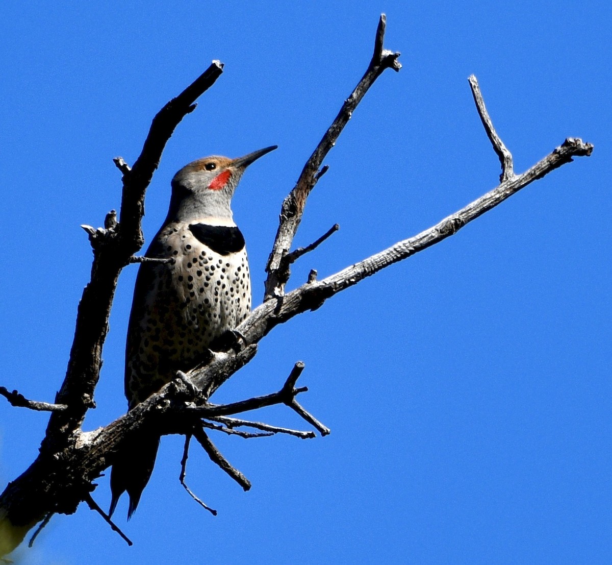 Northern Flicker (Red-shafted) - ML211565261