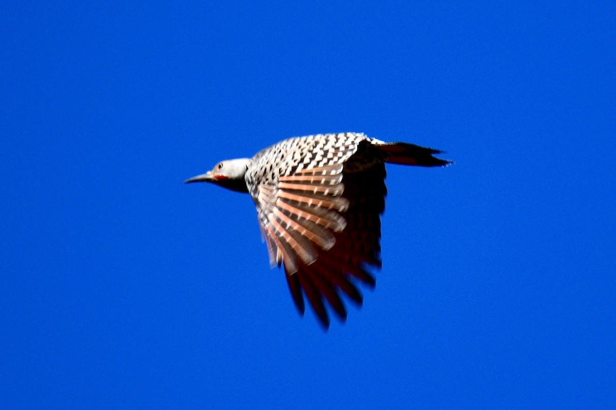Northern Flicker (Red-shafted) - ML211565271