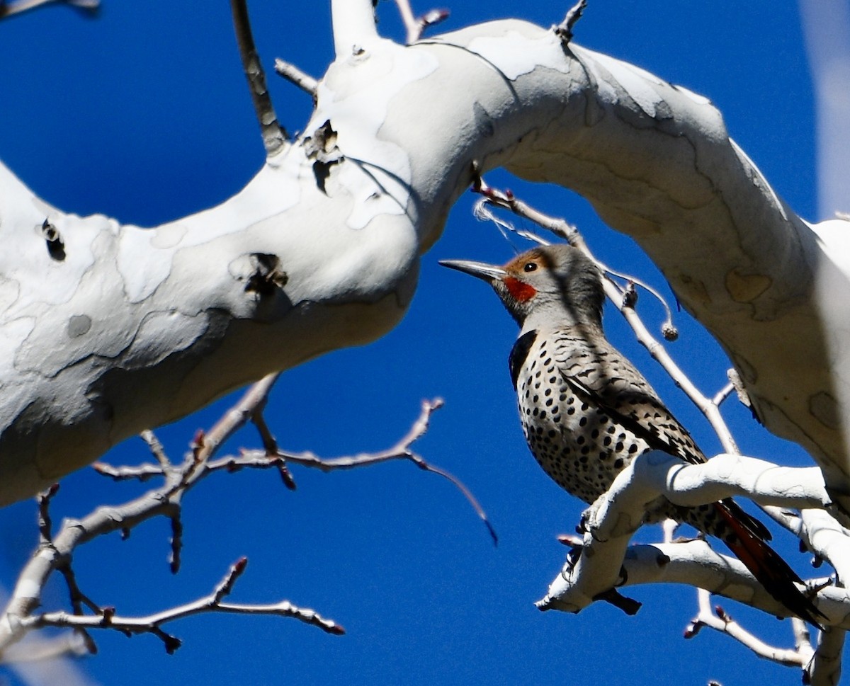 Northern Flicker (Red-shafted) - ML211565281