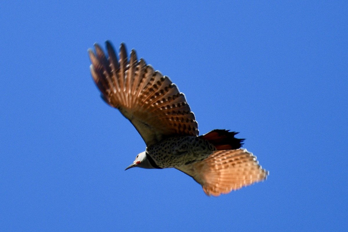 Northern Flicker (Red-shafted) - ML211565501
