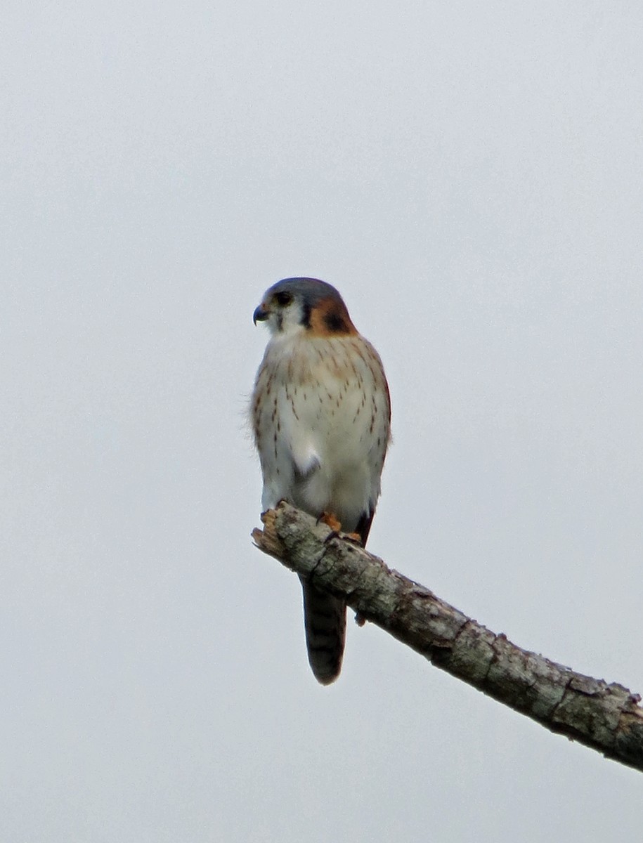 American Kestrel - ML211566041