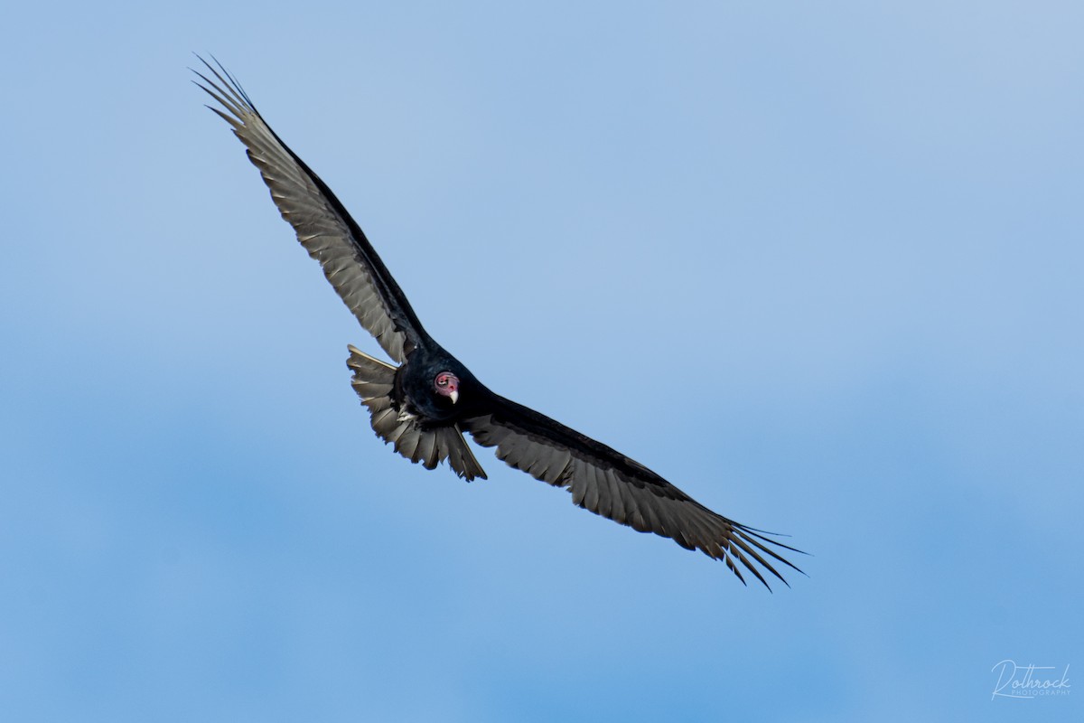 Turkey Vulture - ML211567051