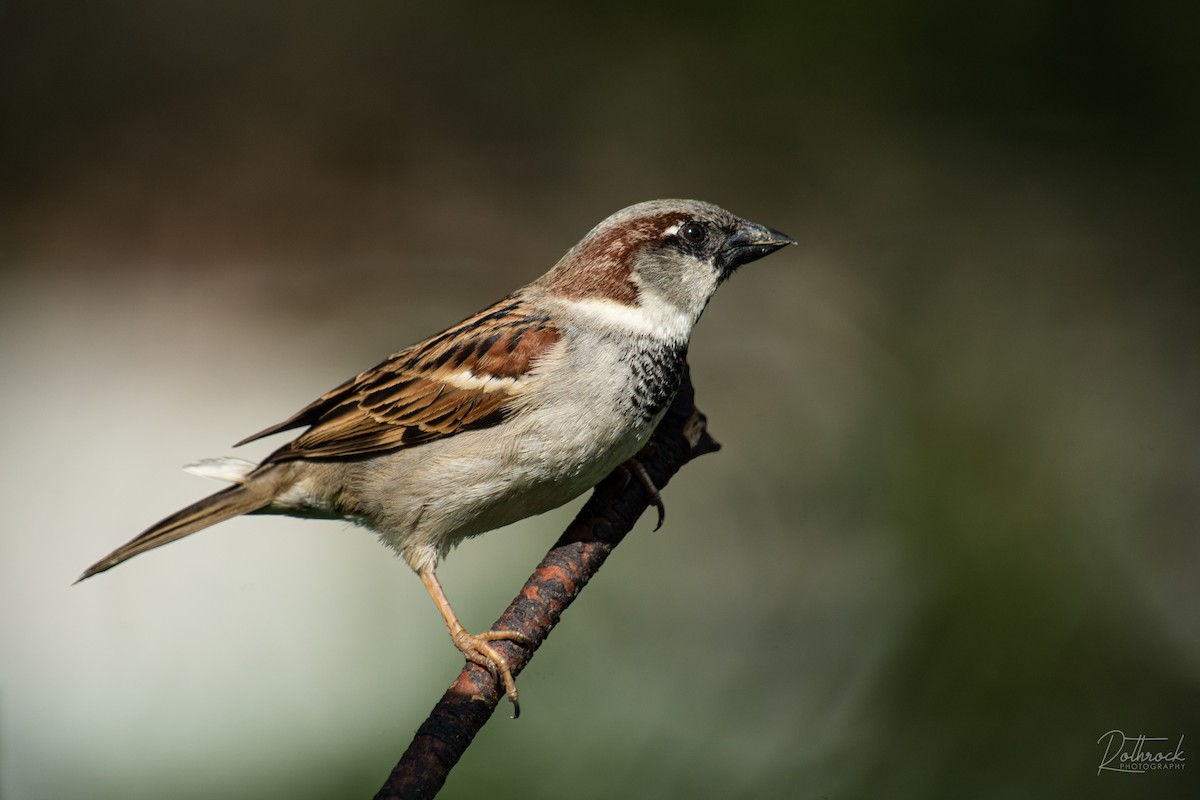 House Sparrow - Neil Rucker