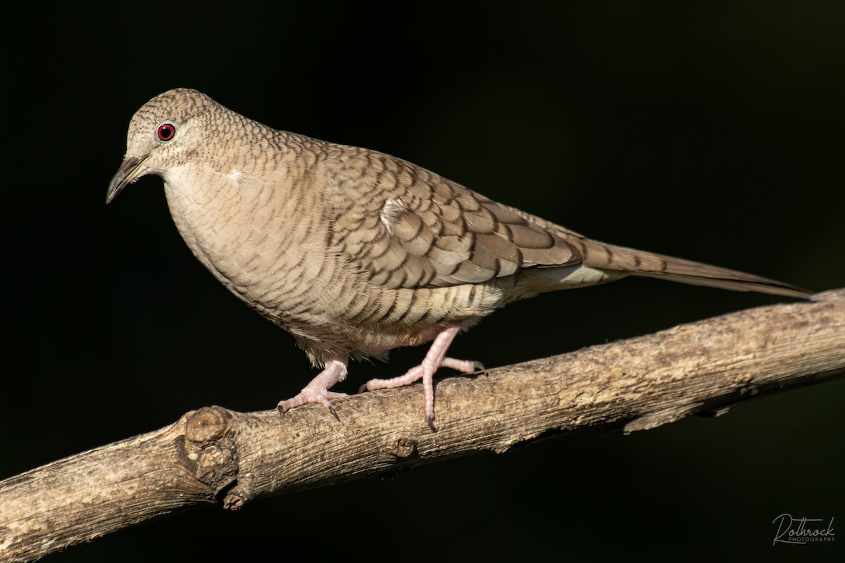 Inca Dove - ML211567301