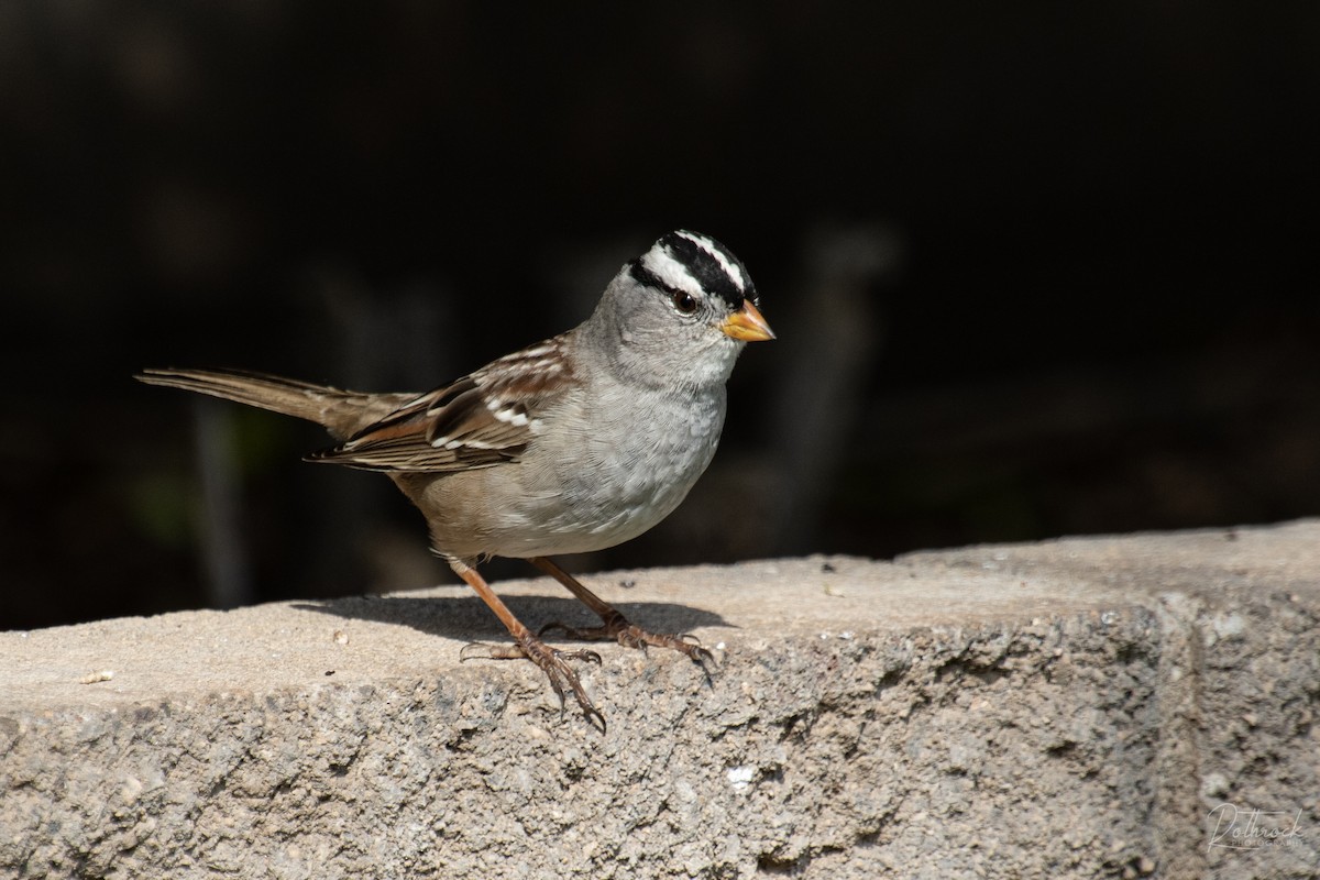 White-crowned Sparrow - ML211567981