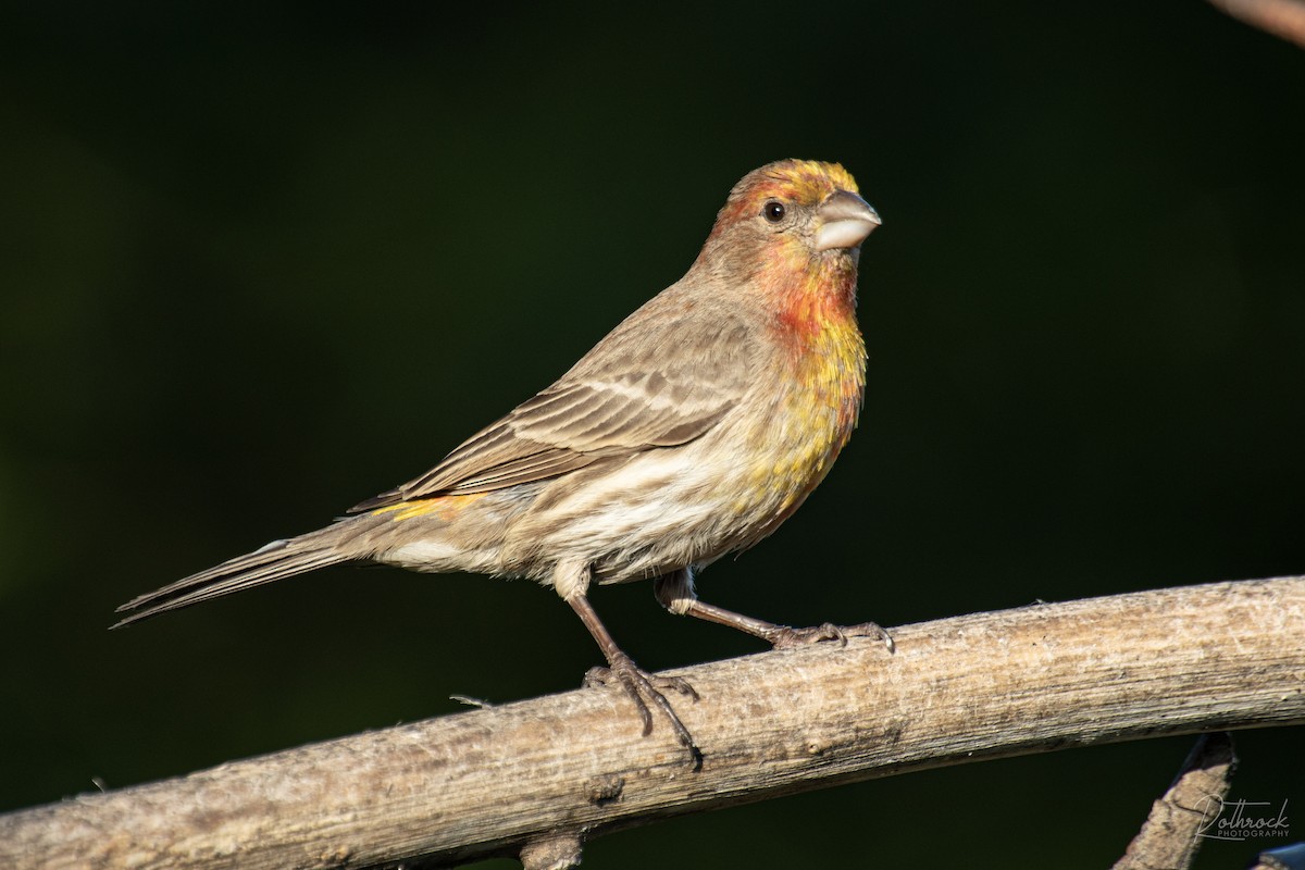 House Finch - ML211568011