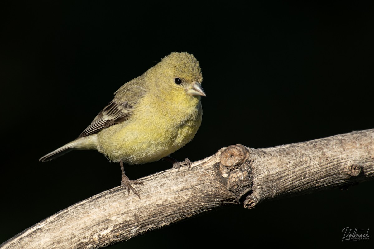 Lesser Goldfinch - ML211568151