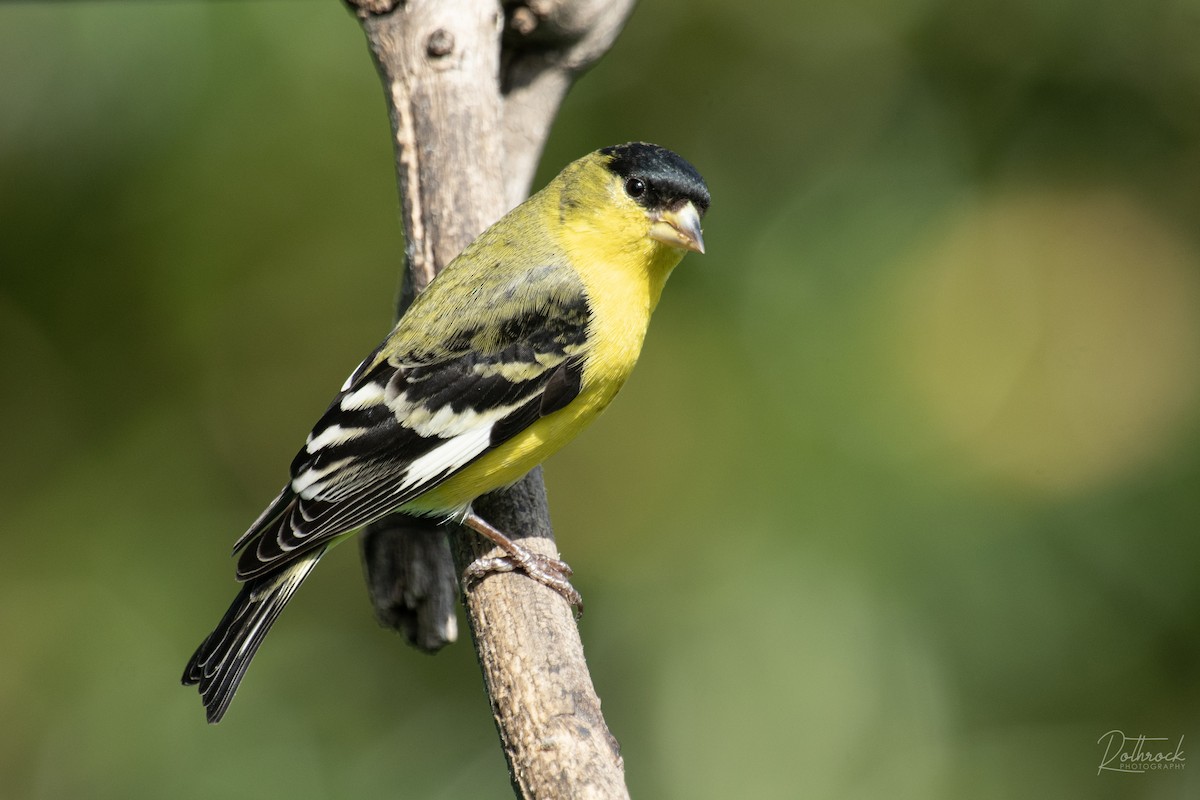 Lesser Goldfinch - ML211568221