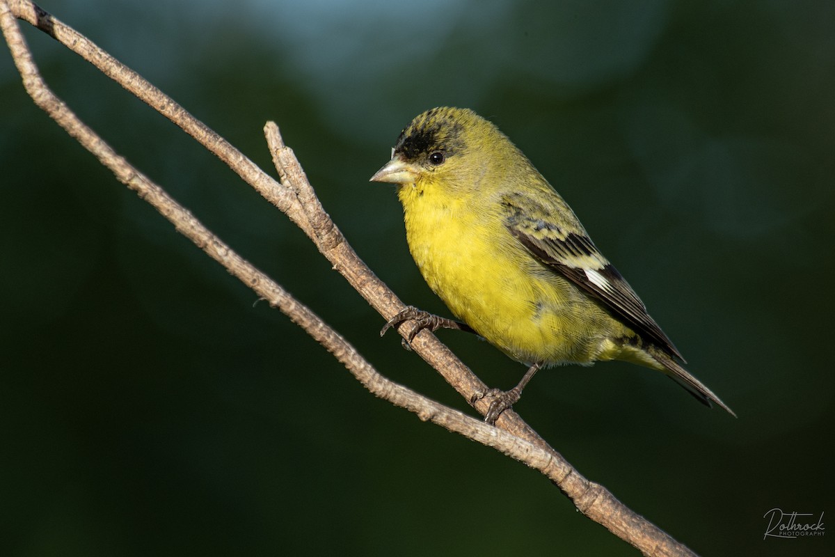 Lesser Goldfinch - ML211568231