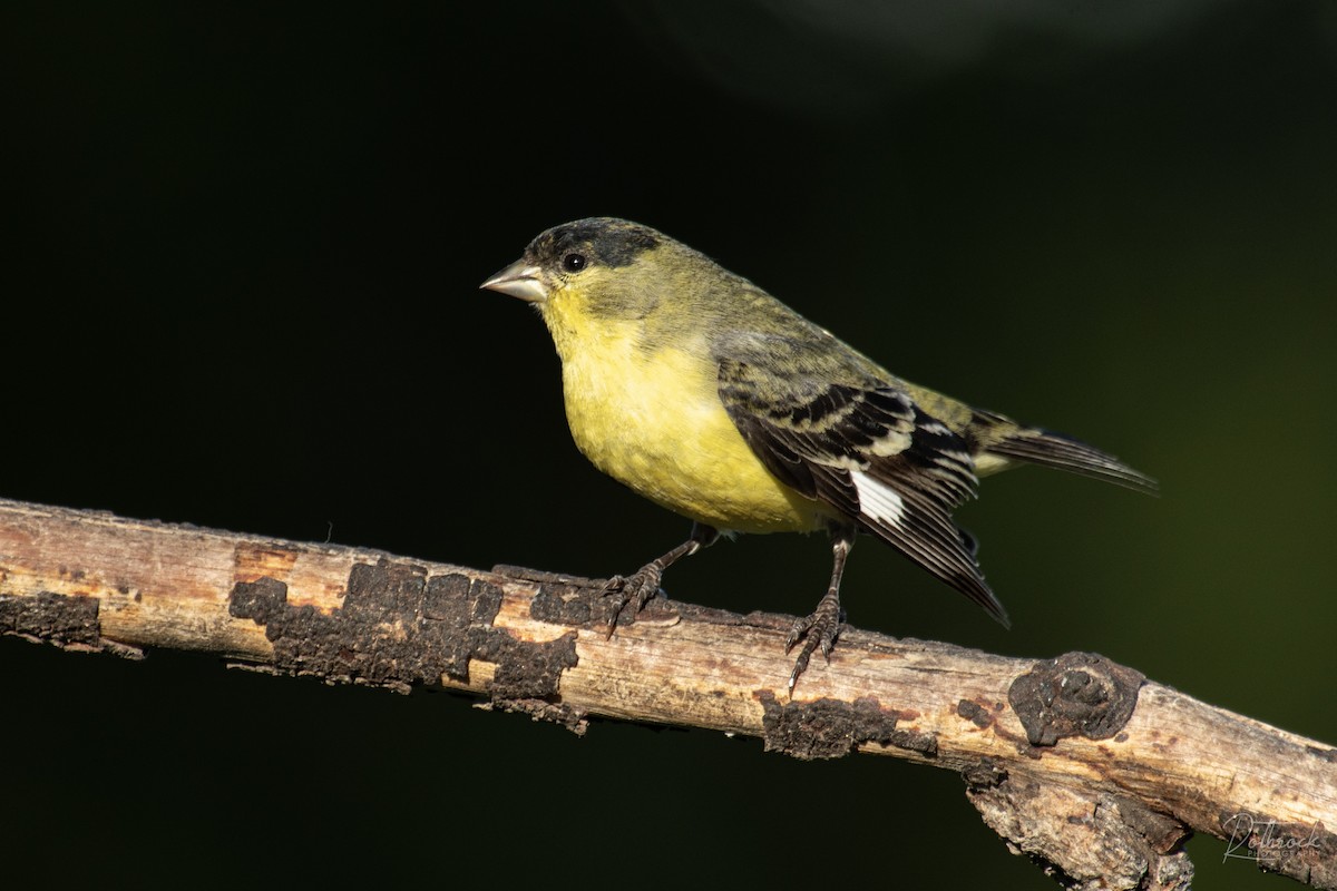 Lesser Goldfinch - ML211568251