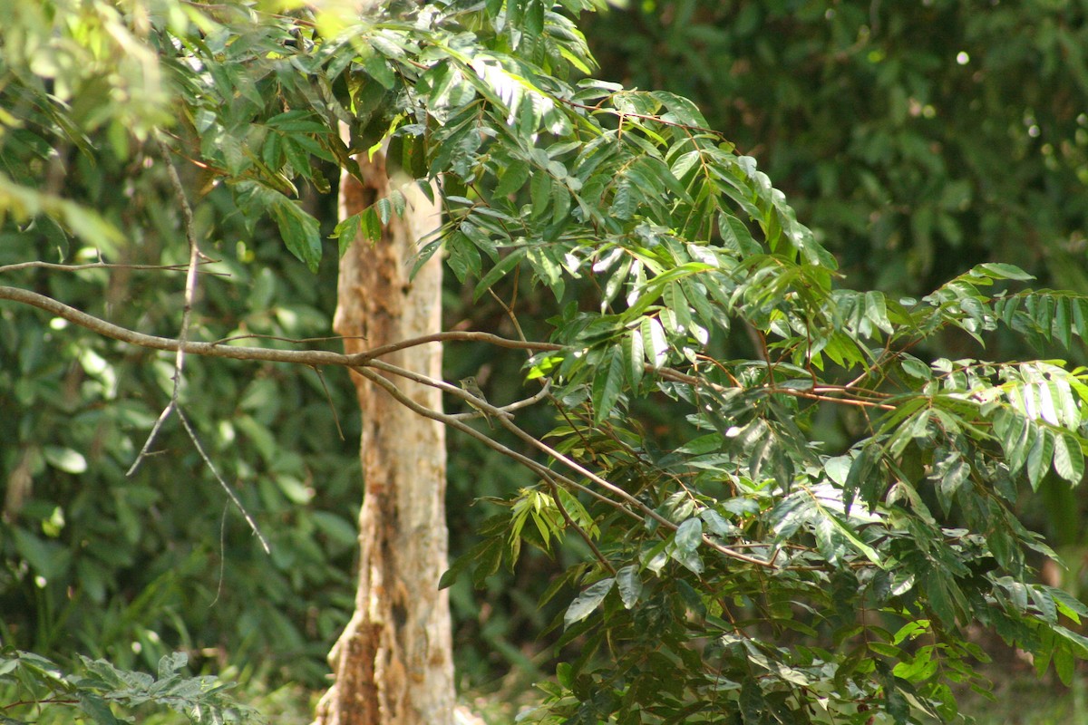Acadian Flycatcher - ML211568371