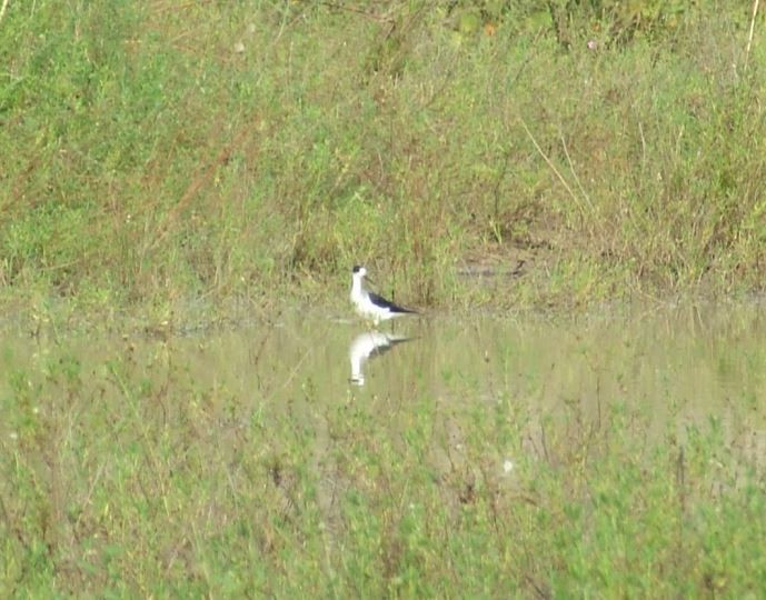 Black-winged Stilt - ML21157341