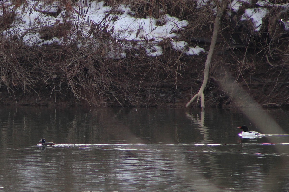 Harlequin Duck - ML211573591