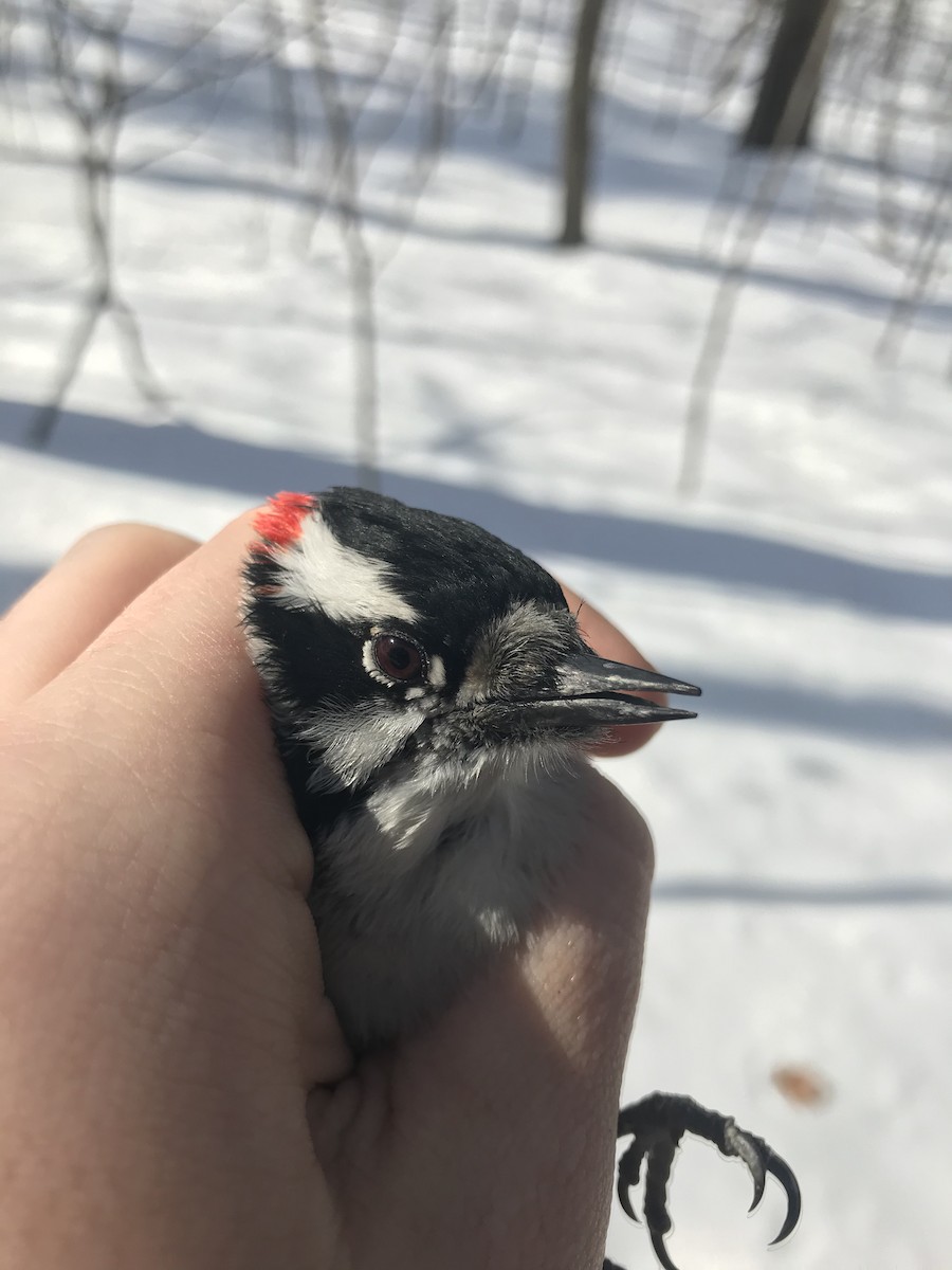 Downy Woodpecker - ML211573661