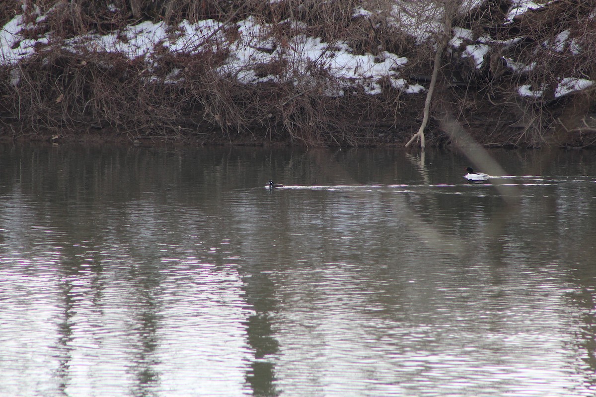 Harlequin Duck - ML211573751