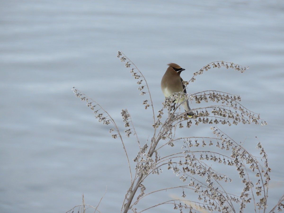 Cedar Waxwing - ML211573831