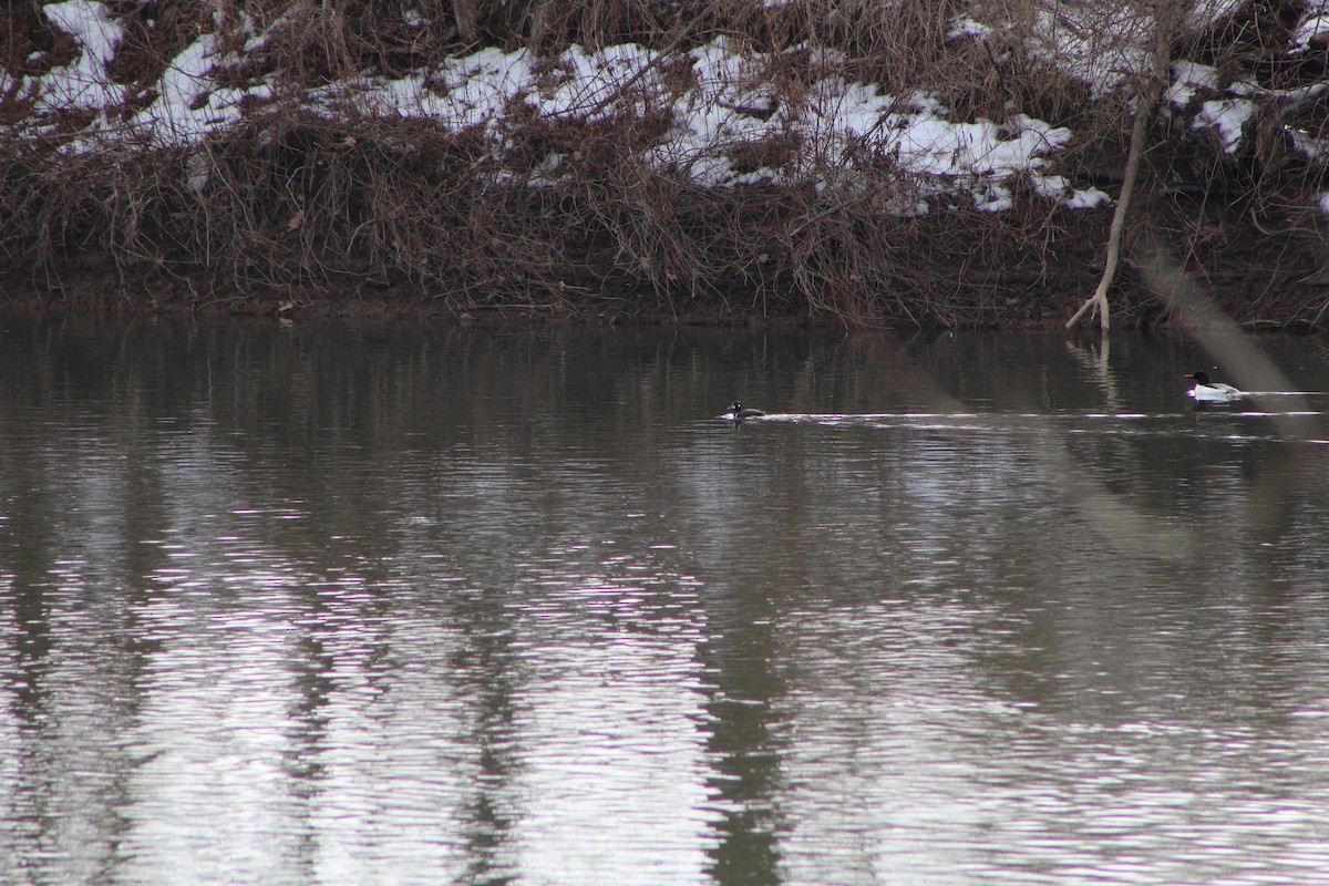 Harlequin Duck - ML211573931