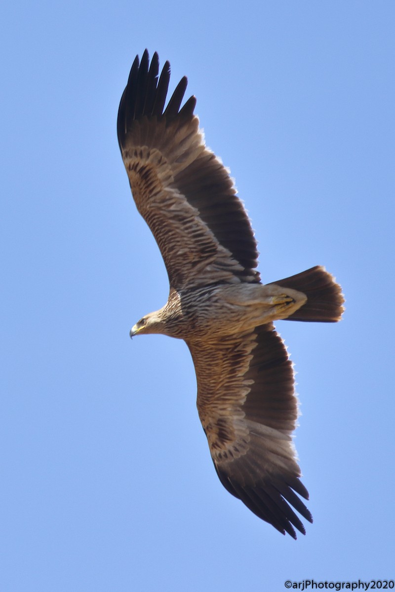 Águila Imperial Oriental - ML211575281