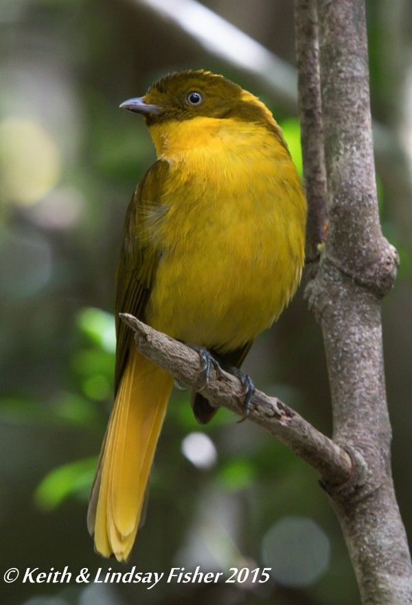 Golden Bowerbird - Keith & Lindsay Fisher