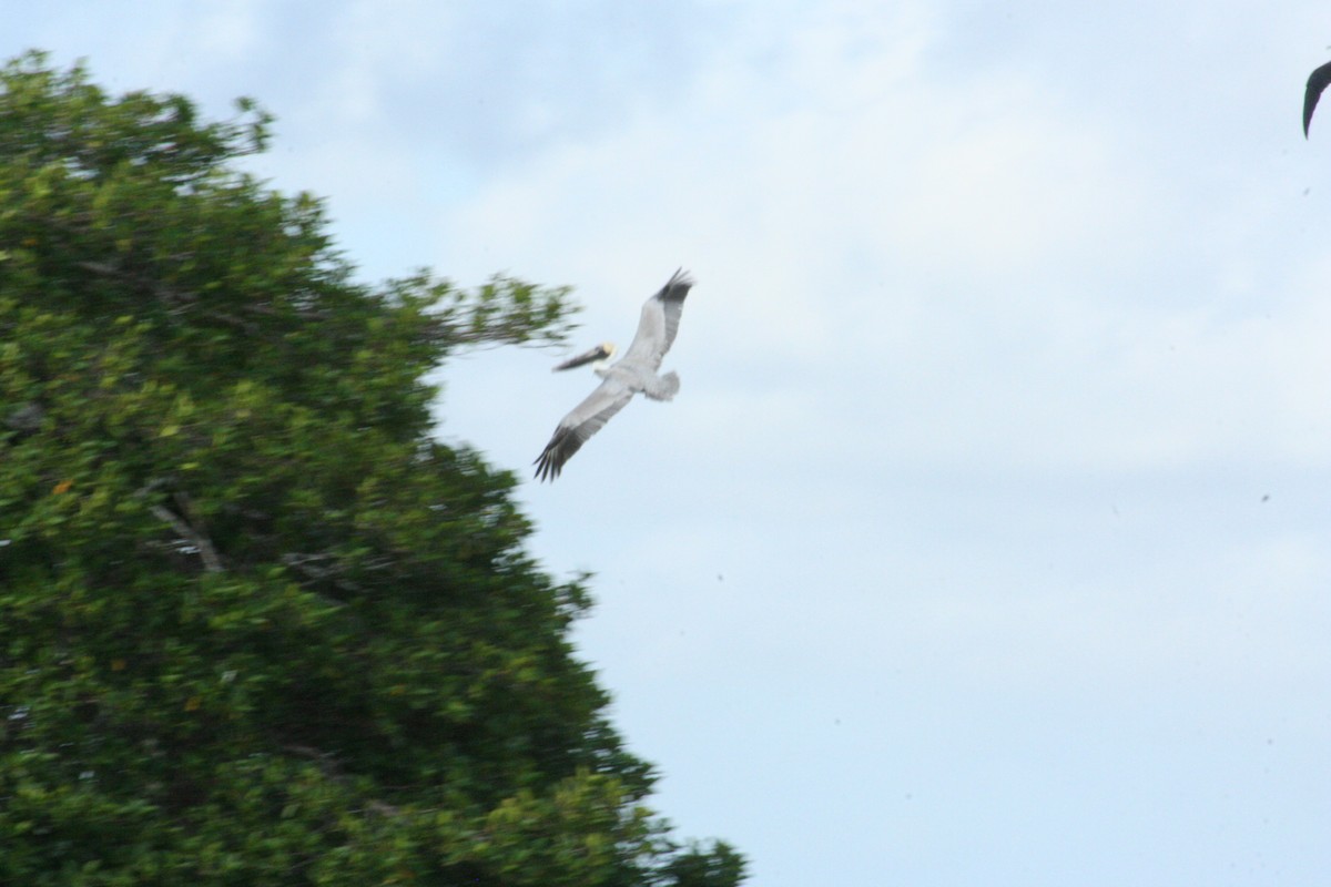 Brown Pelican - Alexander Patterson