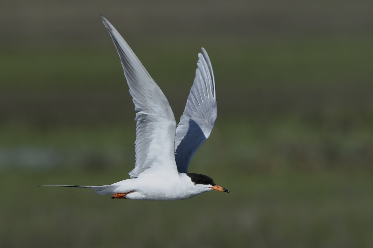 Forster's Tern - Jonathan Irons