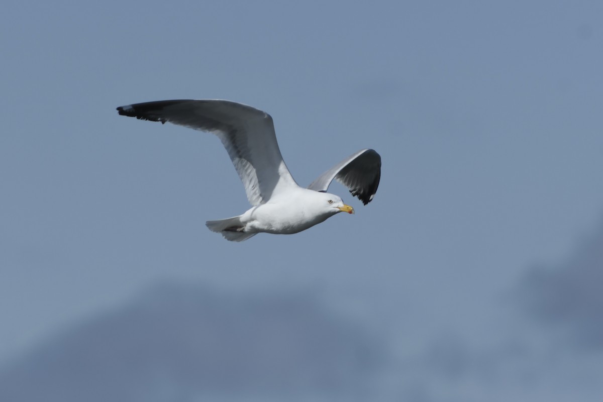 Herring Gull - ML211578691